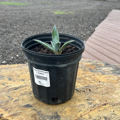 Agave Americana