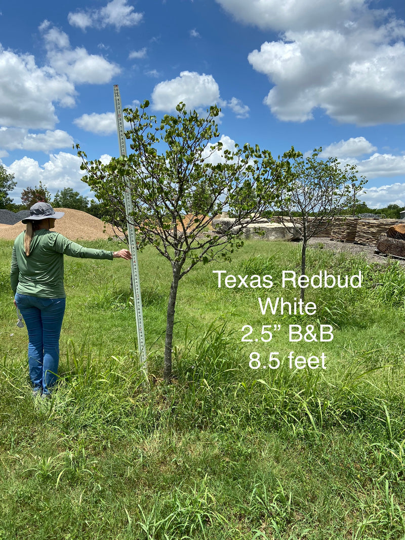 Redbud Texas White