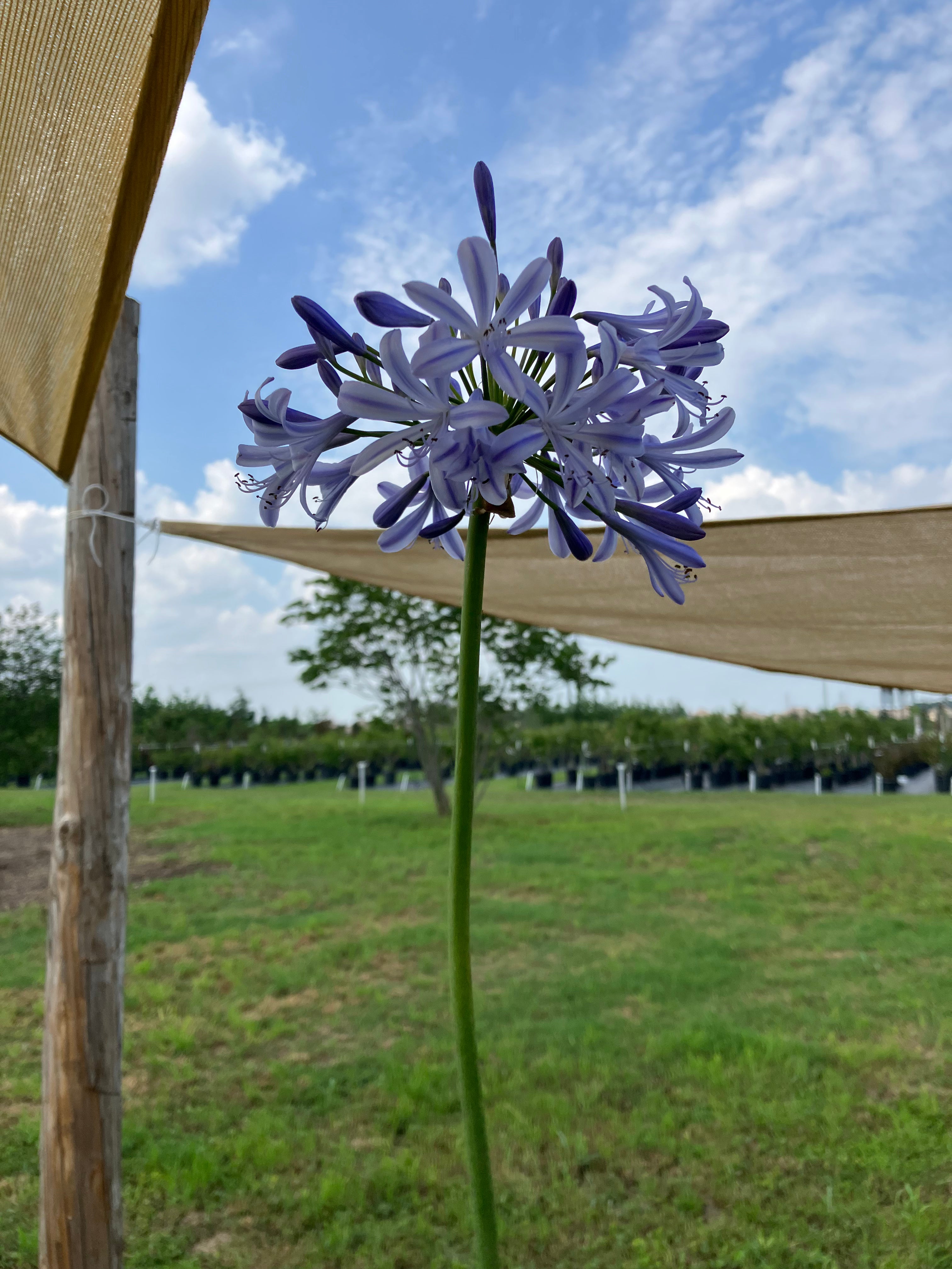 Agapanthus Lily Of The Nile – Texas Tree Farms