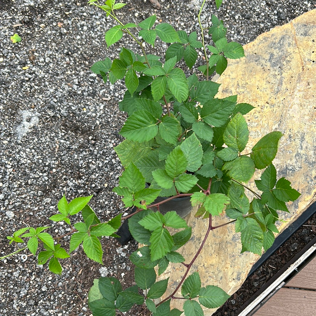 Blackberry Natchez Thornless – Texas Tree Farms