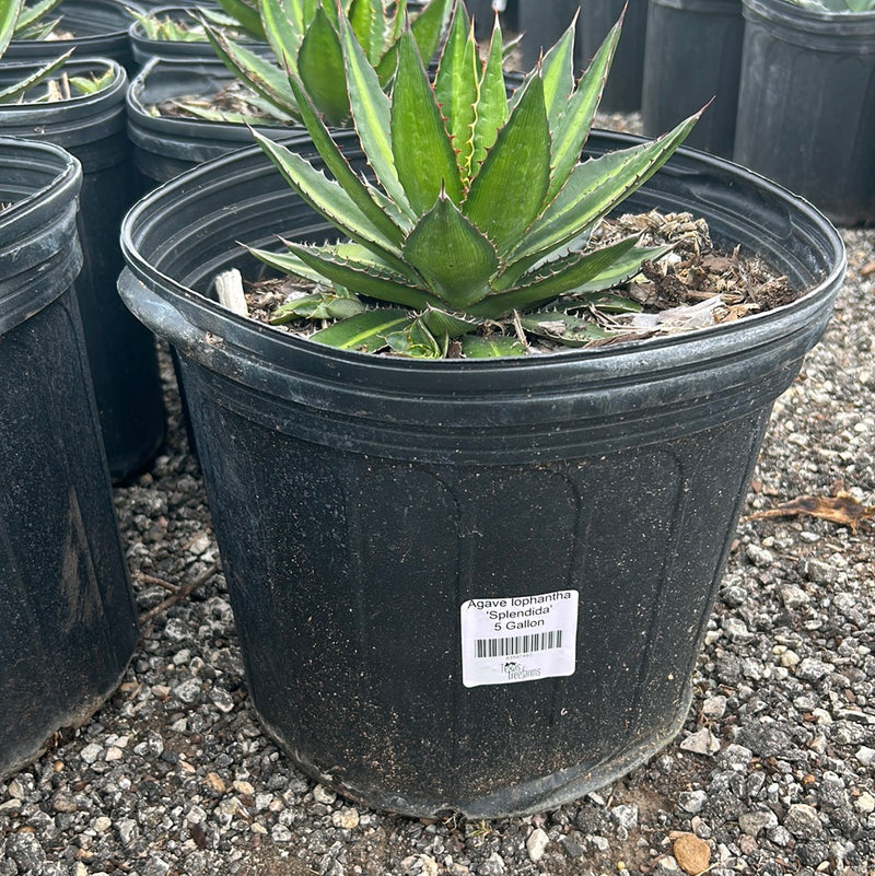 Agave lophantha Splendida