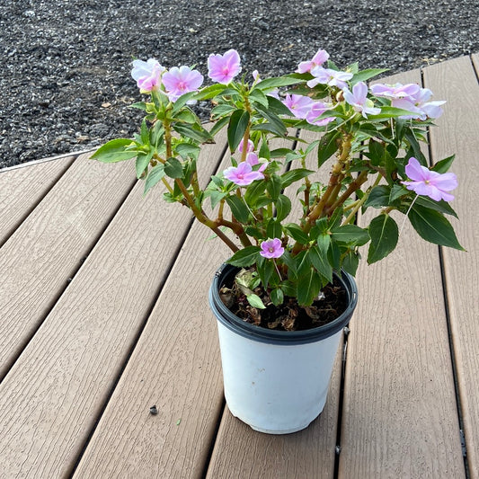 Sunpatiens Compact Orchid Blush