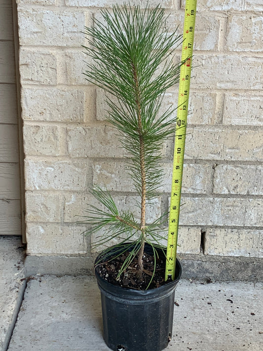 1 Gallon Loblolly Pine Tree
