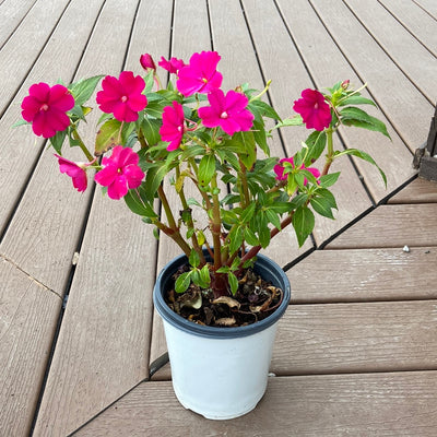 Sunpatiens Compact Rose Glow