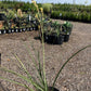 Yucca Yellow