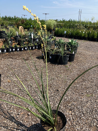 Yucca Yellow