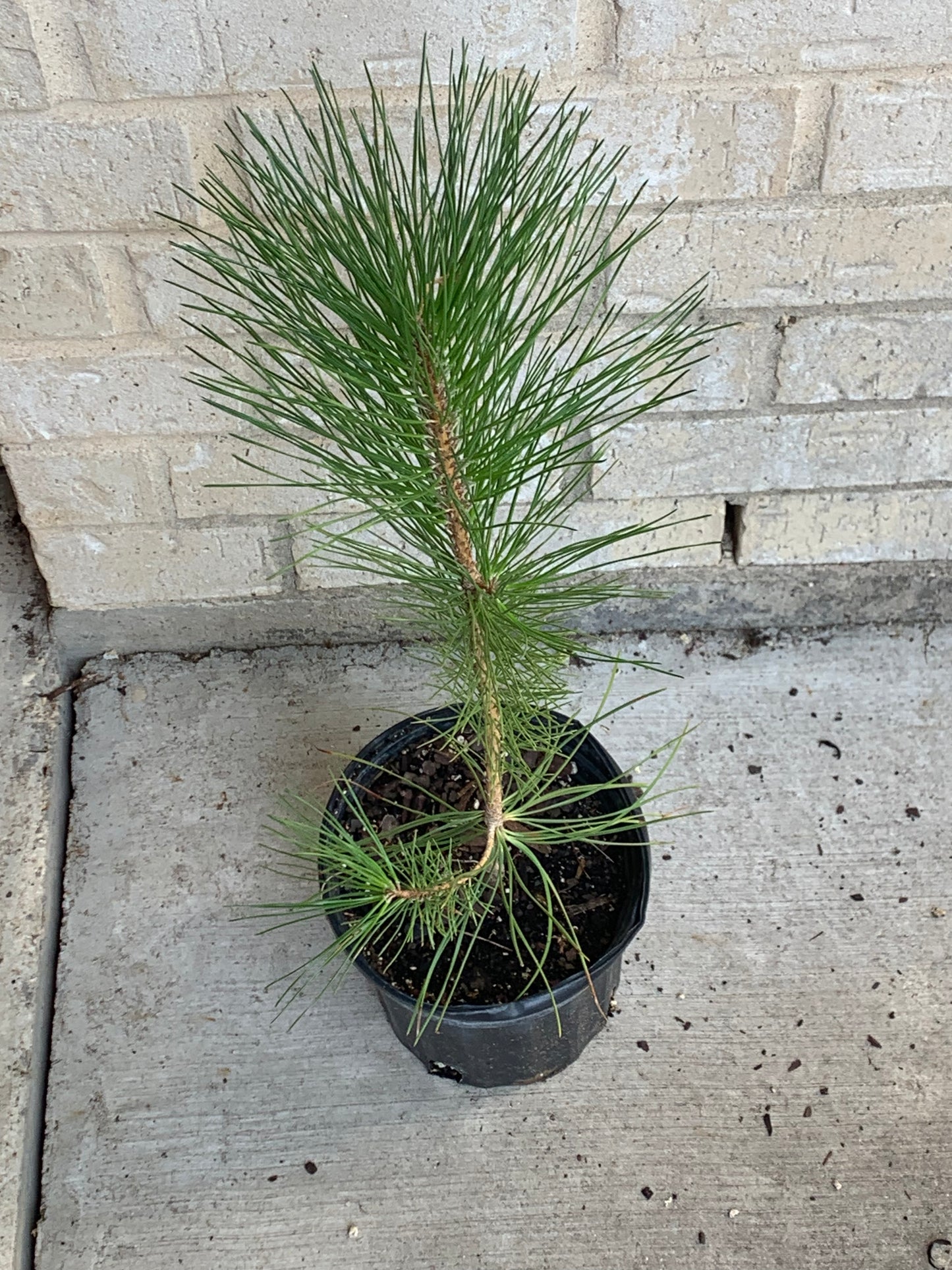1 Gallon Loblolly Pine Tree