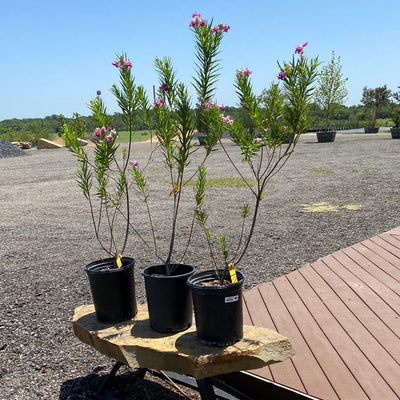 Willow Desert