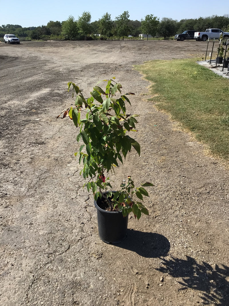 Mexican Buckeye Texas Native