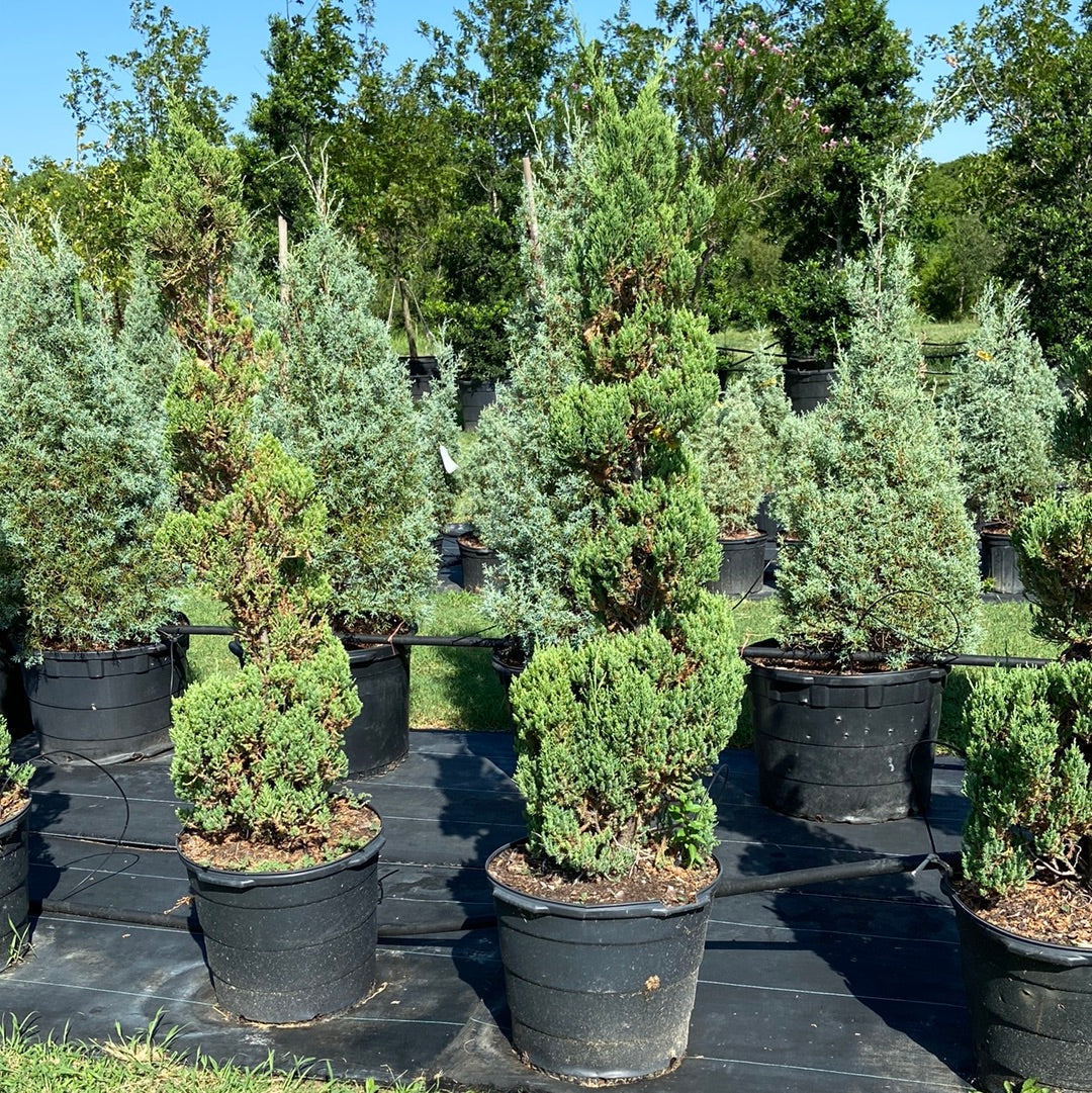 Juniper Blue Point Spiral Texas Tree Farms