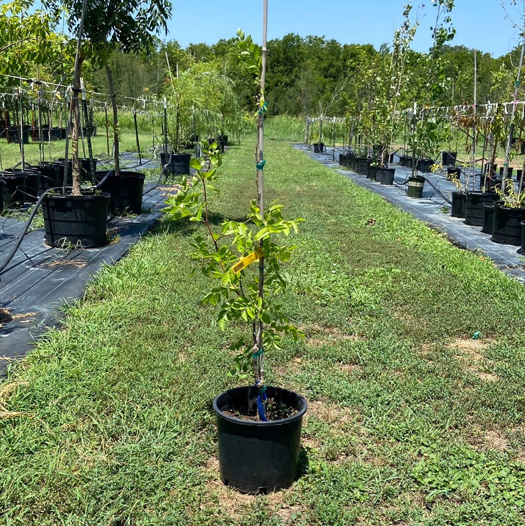 Jujube Li – Texas Tree Farms