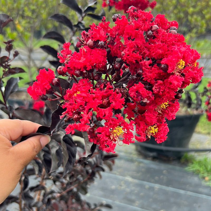 Crape Myrtle Black Diamond Best Red