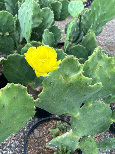 Cactus Prickly Pear Spineless Old Mexico