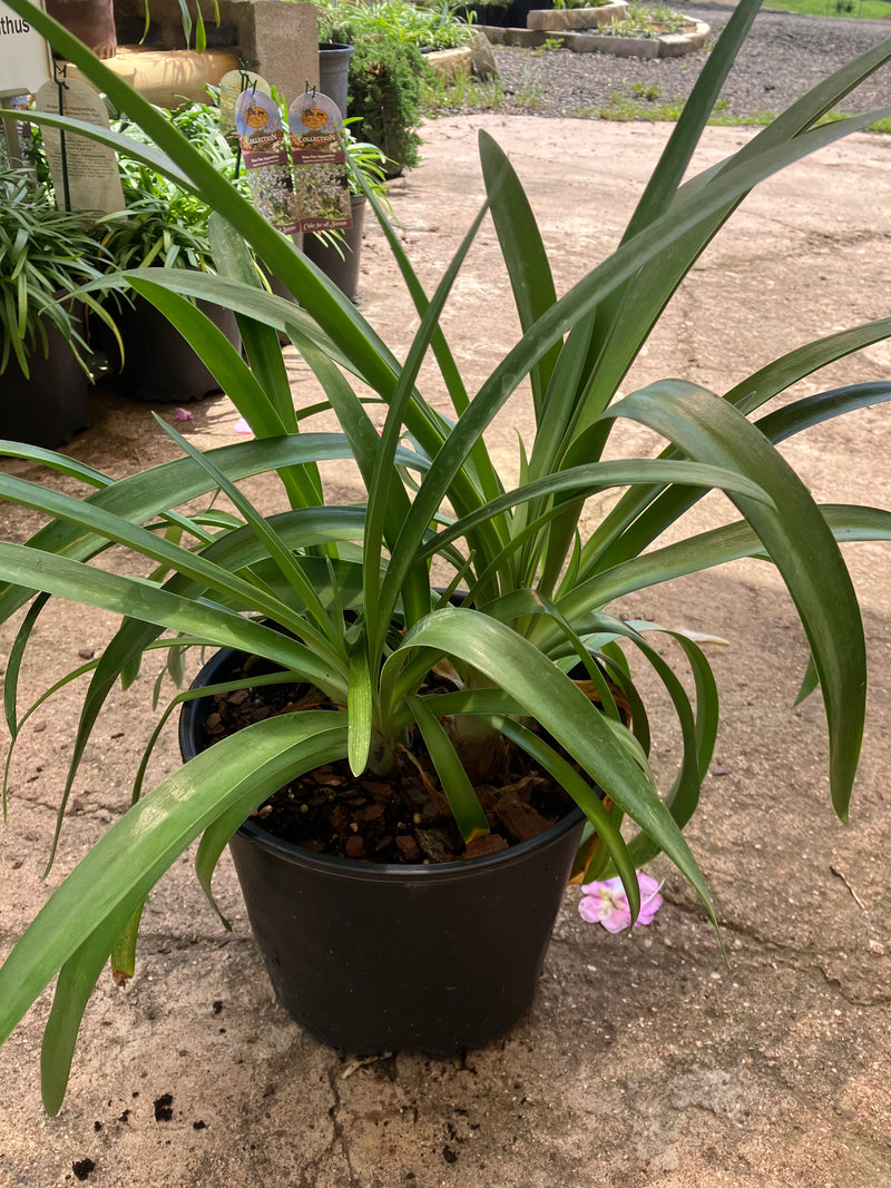 Agapanthus Getty White