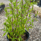 Acanthus Flame