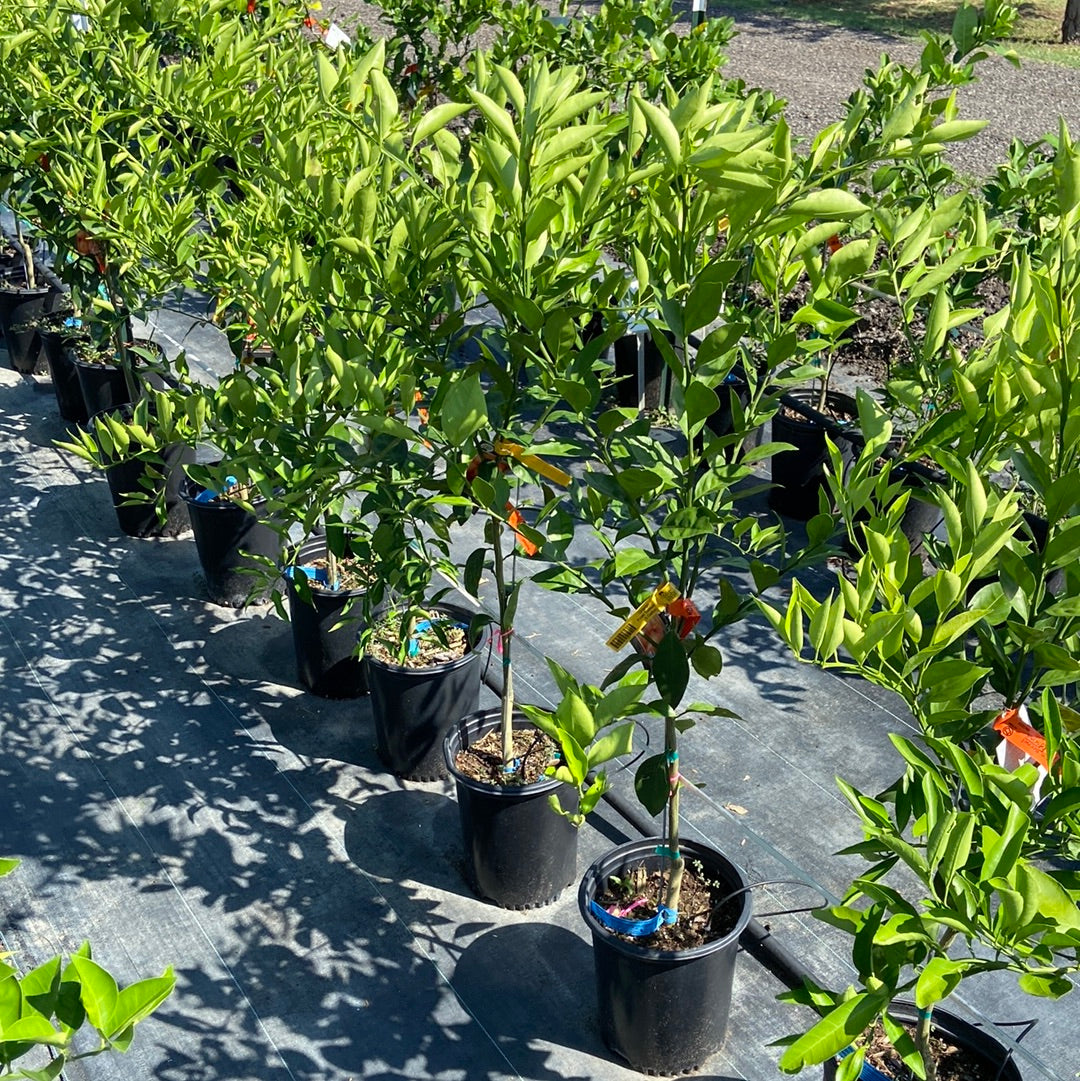 Orange Owari Satsuma – Texas Tree Farms