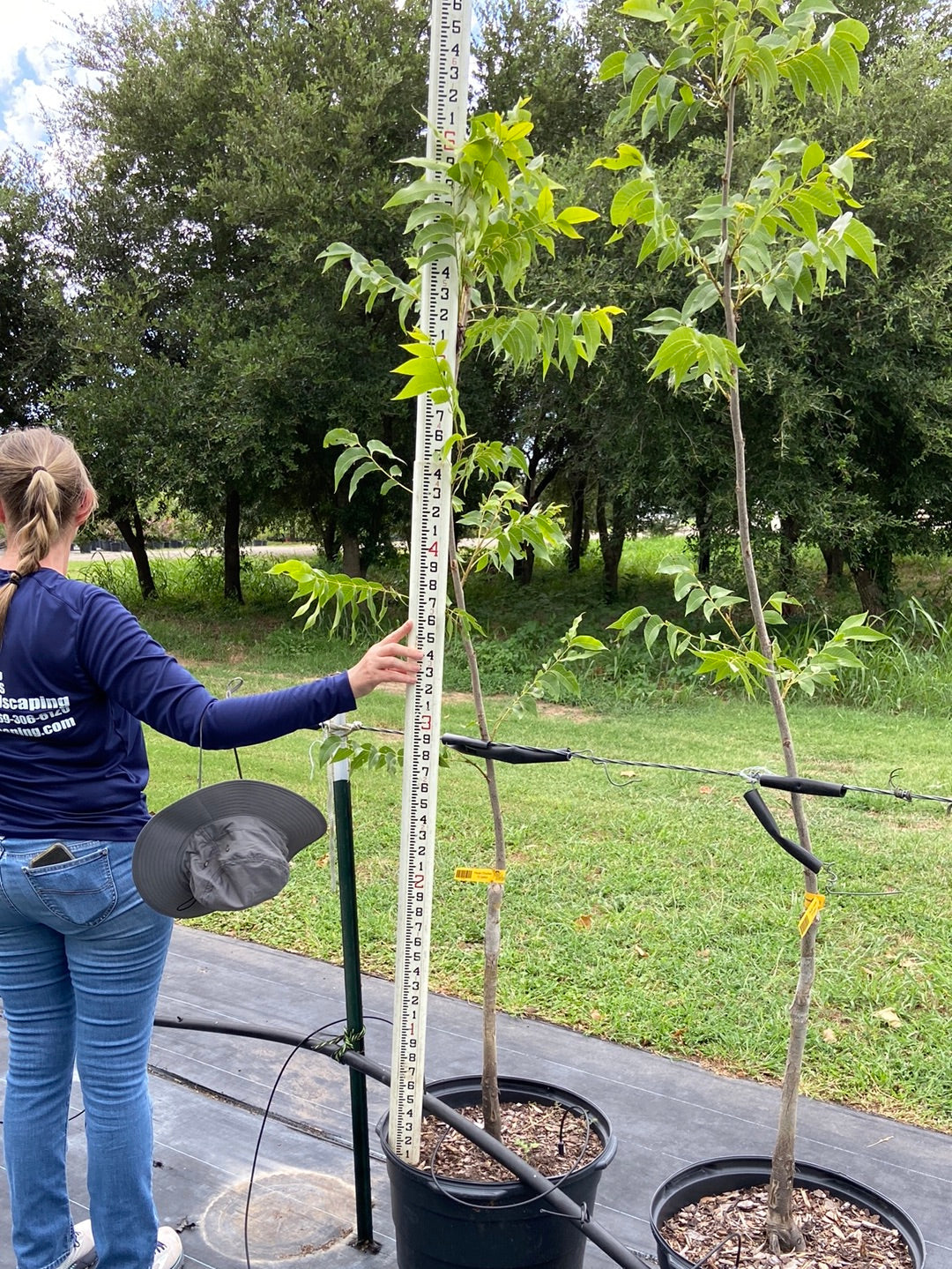 Pecan Choctaw – Texas Tree Farms