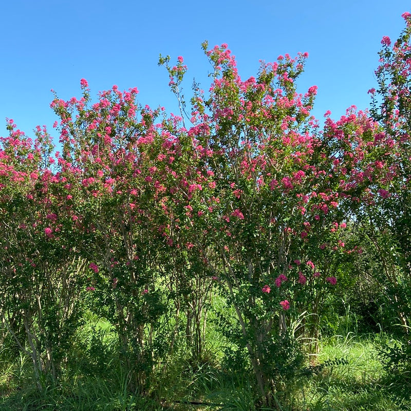 Crape Myrtle Watermelon