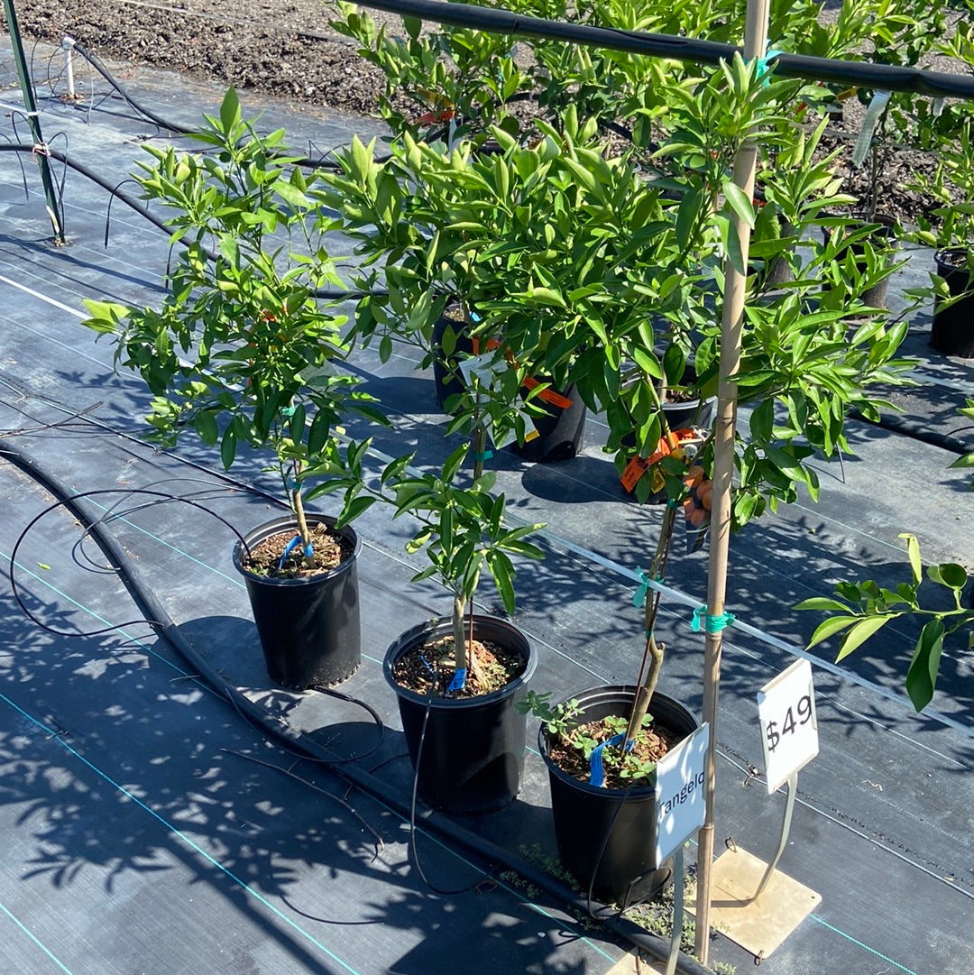 Tangelo – Texas Tree Farms