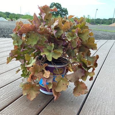 Heuchera Caramel