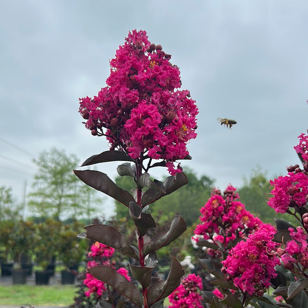 Live 'Mystic store Magenta' Black Diamond Crape Myrtles 3 To 4 Feet Tall 3 Gallon