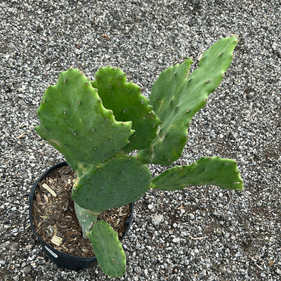 Cactus Prickly Pear Spineless Old Mexico