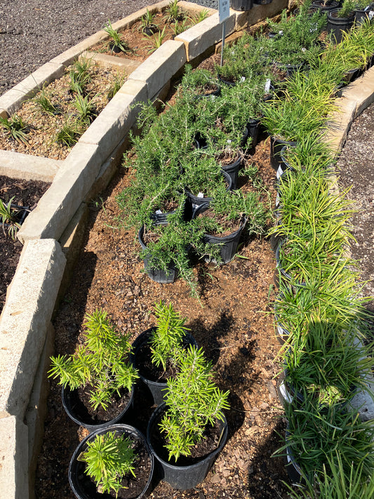 Rosemary Prostrate