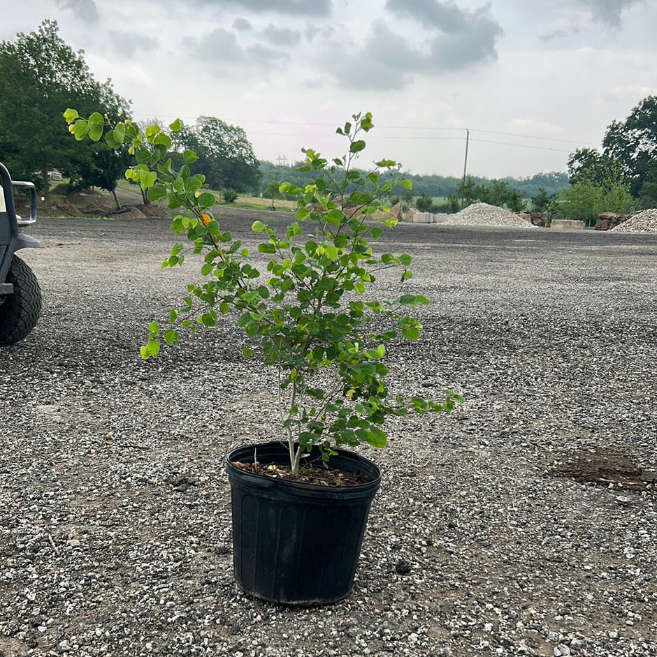 Texas Native Trees For Sale Texas Tree Farms Page 2