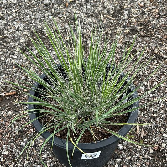 Yucca Constricta