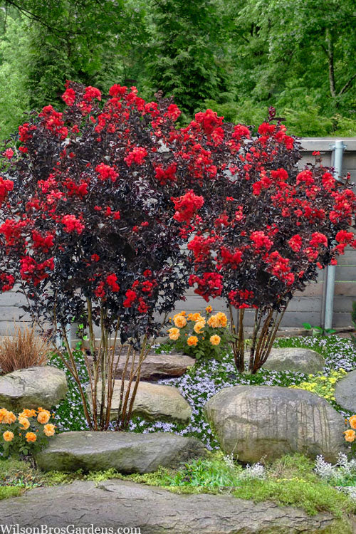 Crape Myrtle Ebony Fire