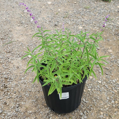 Sage Mexican Bush