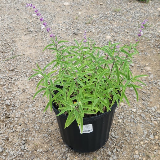 Sage Mexican Bush