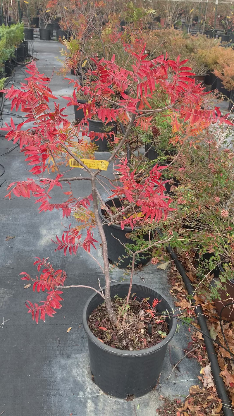 Sumac Prairie Flame Leaf