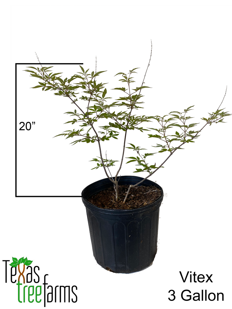 Vitex 5 Gallon They are HUGE & FREE SHIPPING