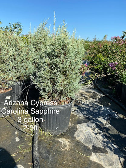 Arizona Cypress Carolina Sapphire