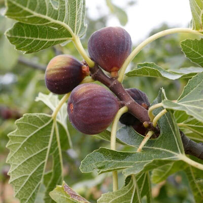 Fig 