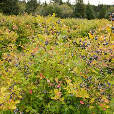 Blueberry Bush