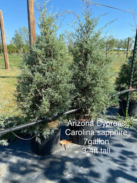 Arizona Cypress Carolina Sapphire