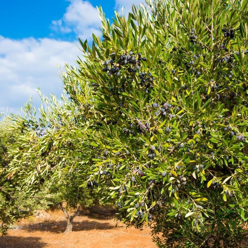 Olive Arbequina