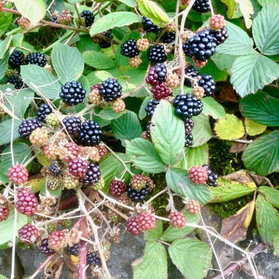 Blackberry Bush