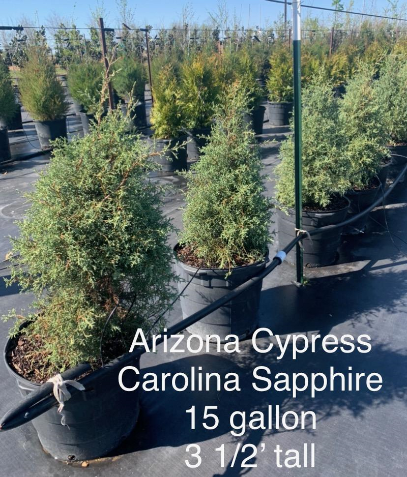 Arizona Cypress Carolina Sapphire