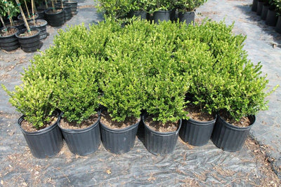 Boxwood (Buxus)