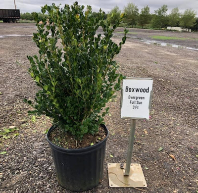 Boxwood (Buxus)