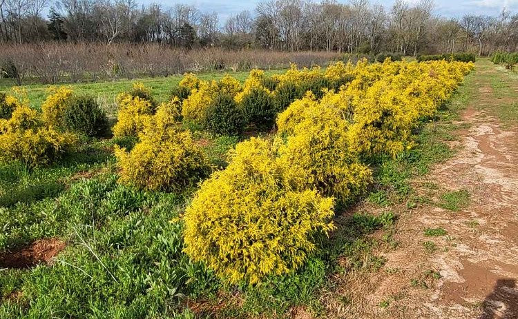 Gold Thread Cypress – Texas Tree Farms