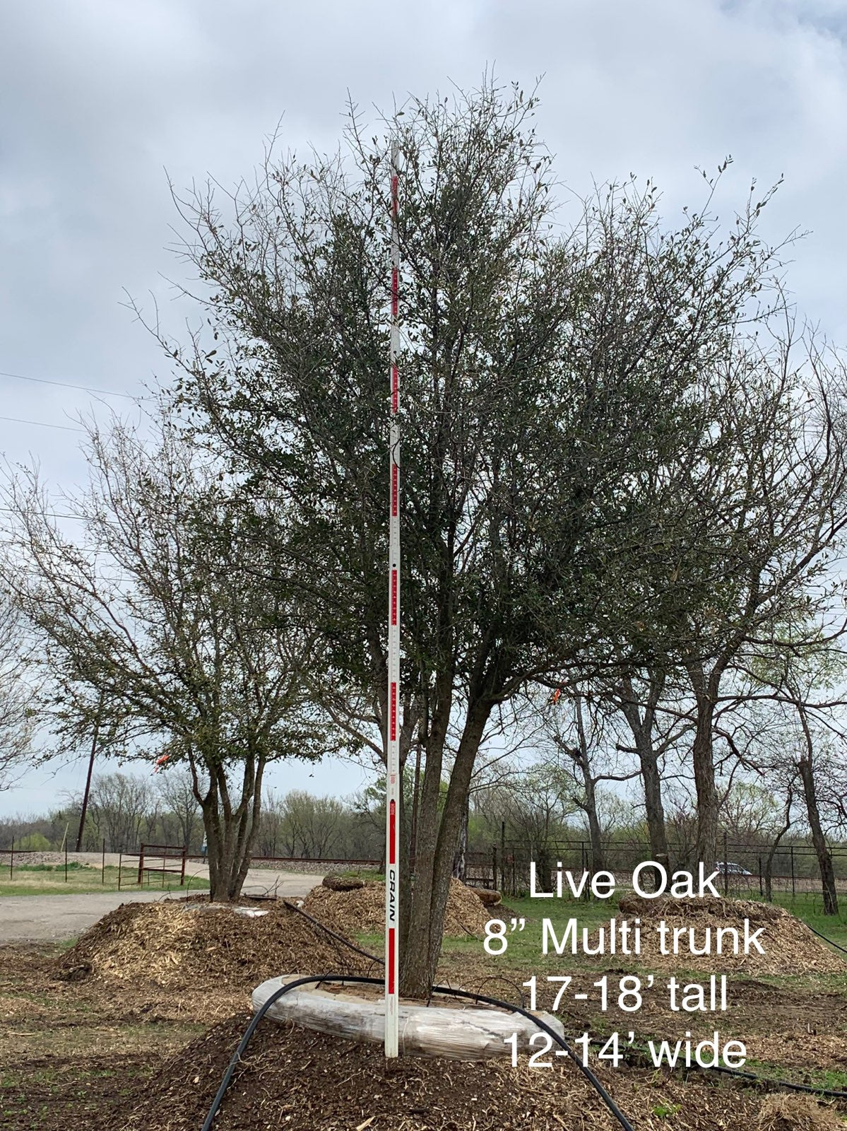 Live Oaks for Sale Texas Tree Farms