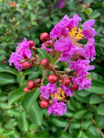 Purple Crape Myrtles (Lagerstroemia)