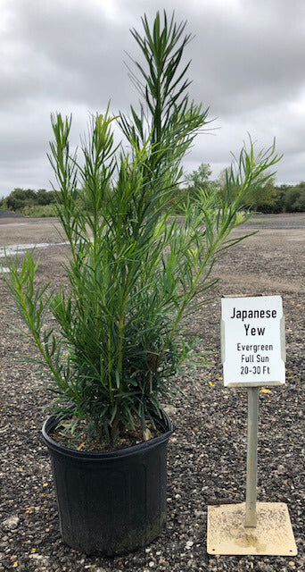 Japanese Yew