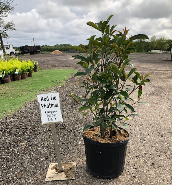 Red Tip Photinia