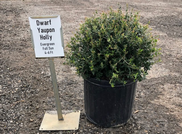 Dwarf Yaupon Holly