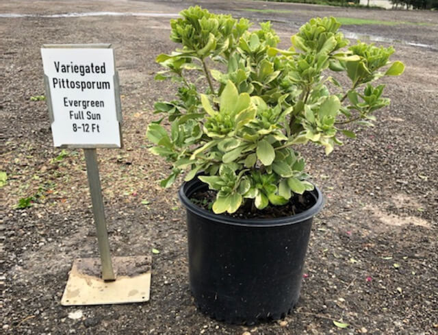 Pittosporum Variegated